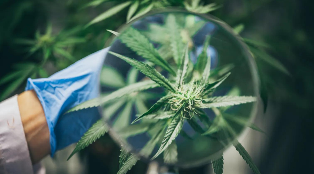 A gloved hand holding a magnifying glass over a young cannabis plant