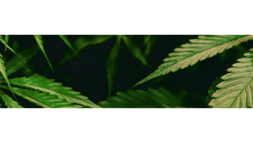 Timber